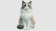 Realistic Pet Figurine — supplier catalog illustration